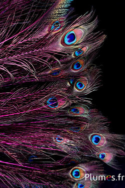 Paon bleu - 60-70  cm - fuchsia